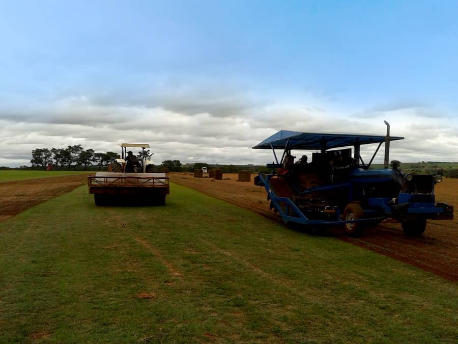 Compactação em áreas de produção de grama