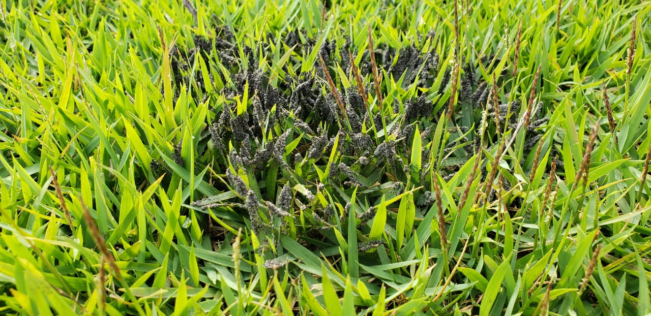 Carvão ou Bolor Viscoso