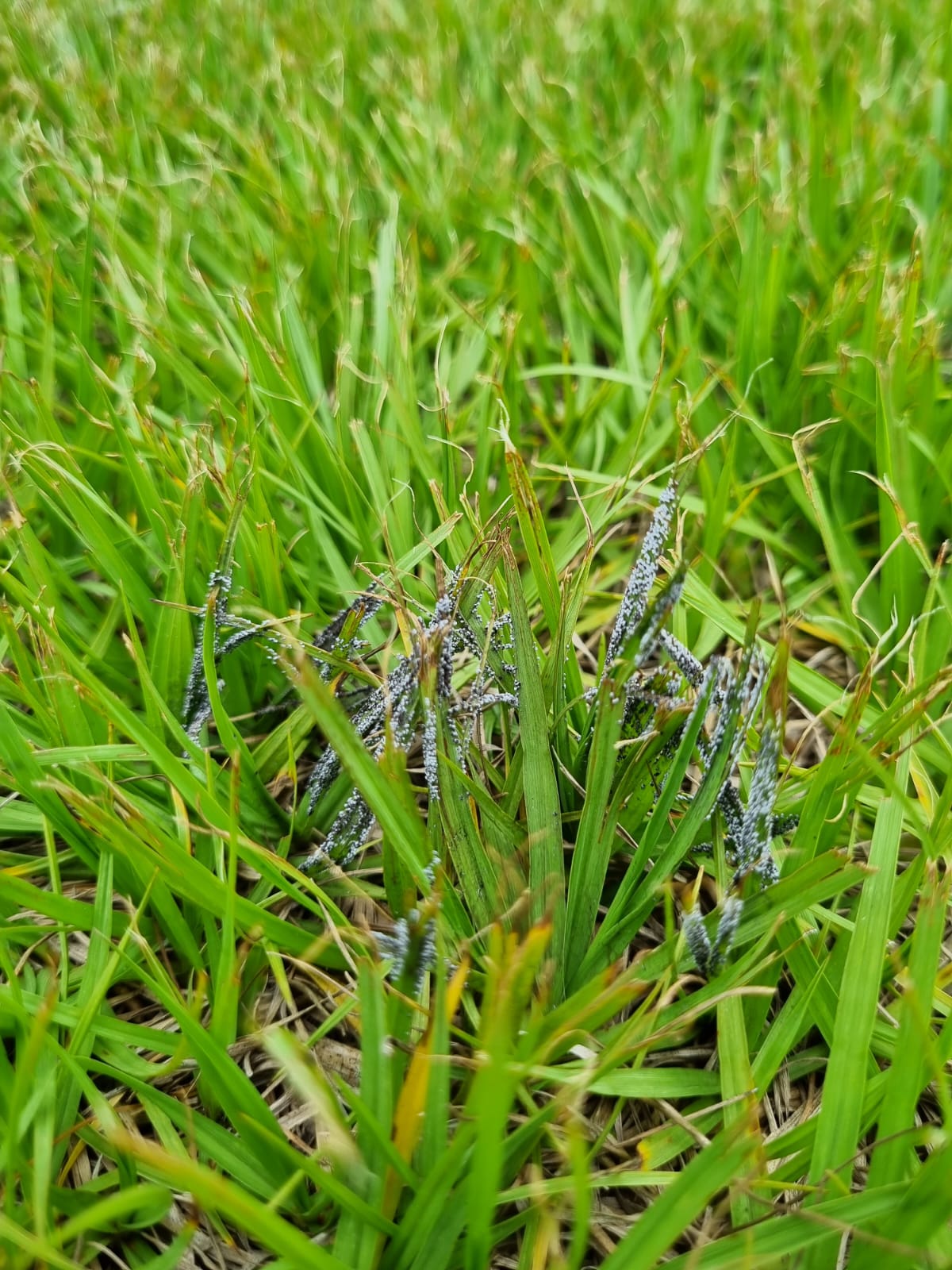 Carvão da Grama: um visitante temporário e inofensivo para os gramados