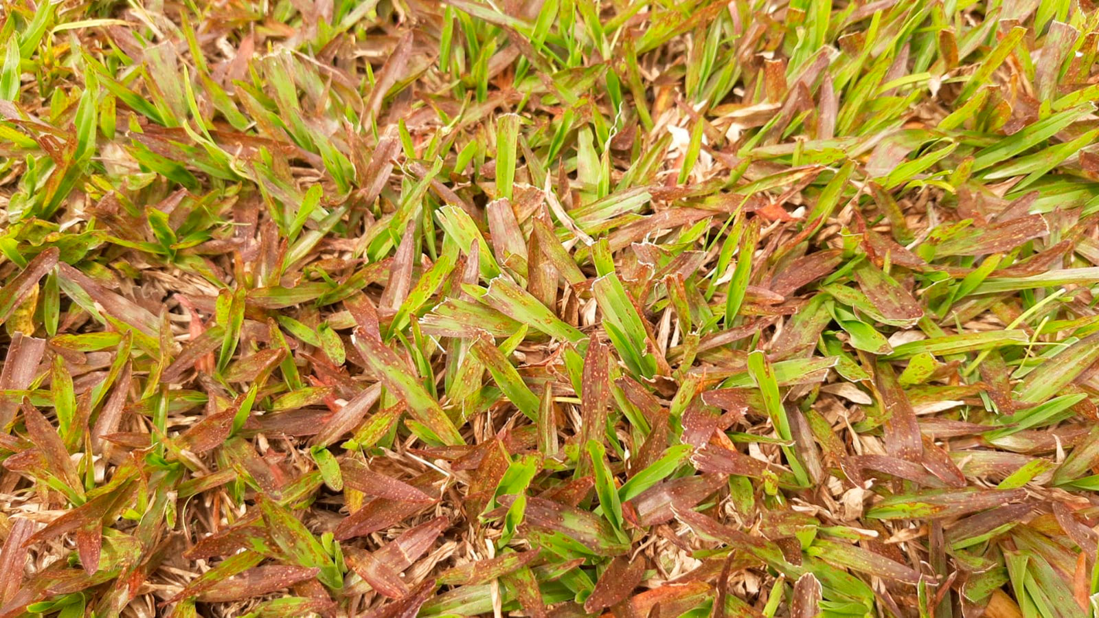 Cercosporiose – doença fúngica foliar em gramados