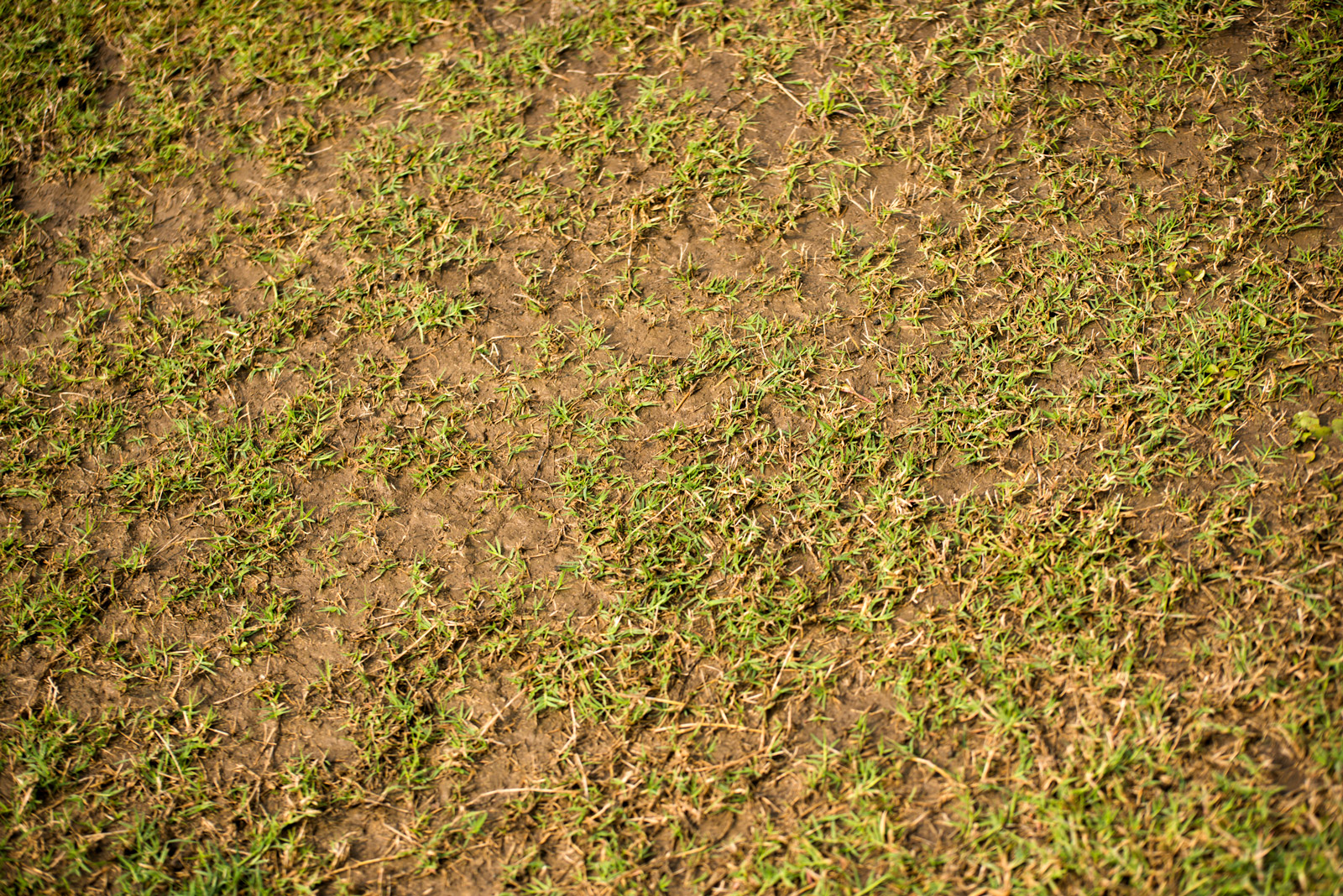 Manejo biológico de nematoides parasitas em gramados