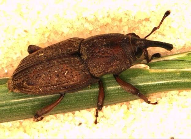 Besouro adulto Sphenophorus, Bicudo da cana de açúcar.