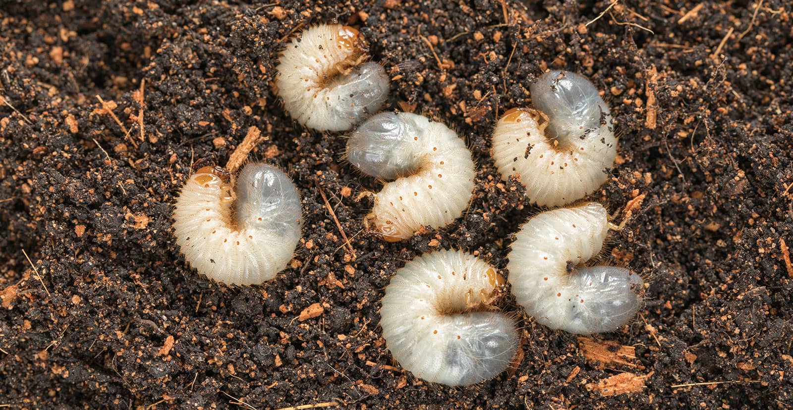 larvas de besouros que alimentam-se de raízes de grama