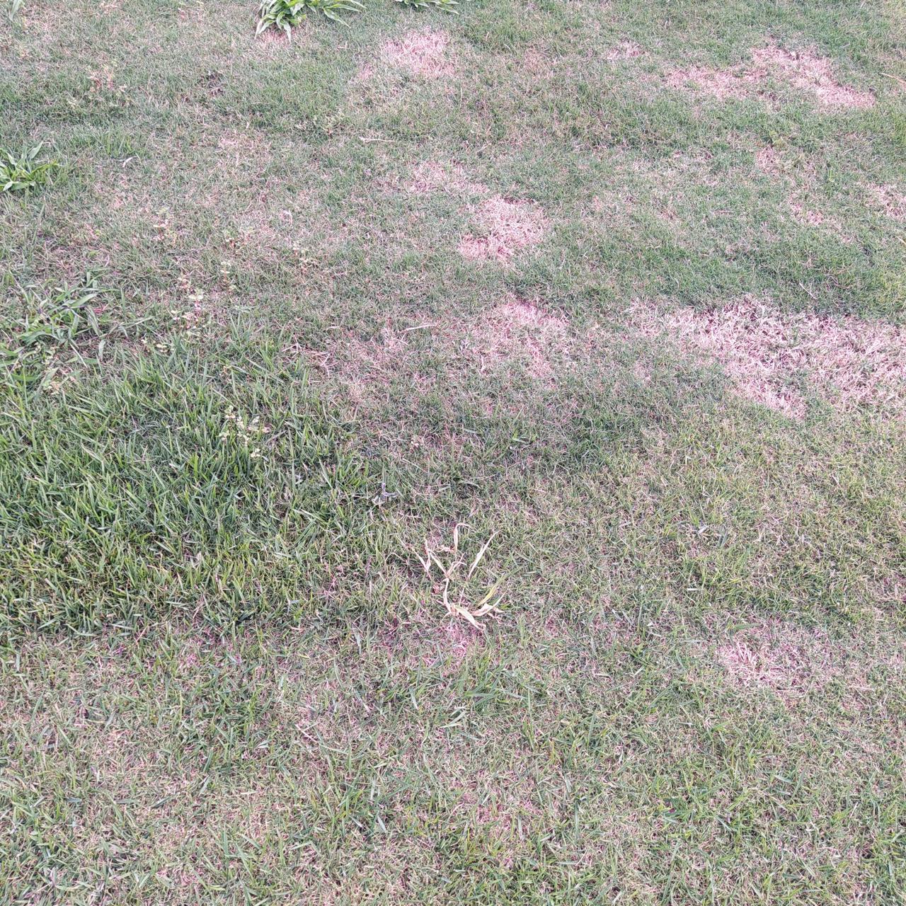 Mutações Genéticas em Gramados: Por que acontecem e o que o Caso do Vasco da Gama Revela