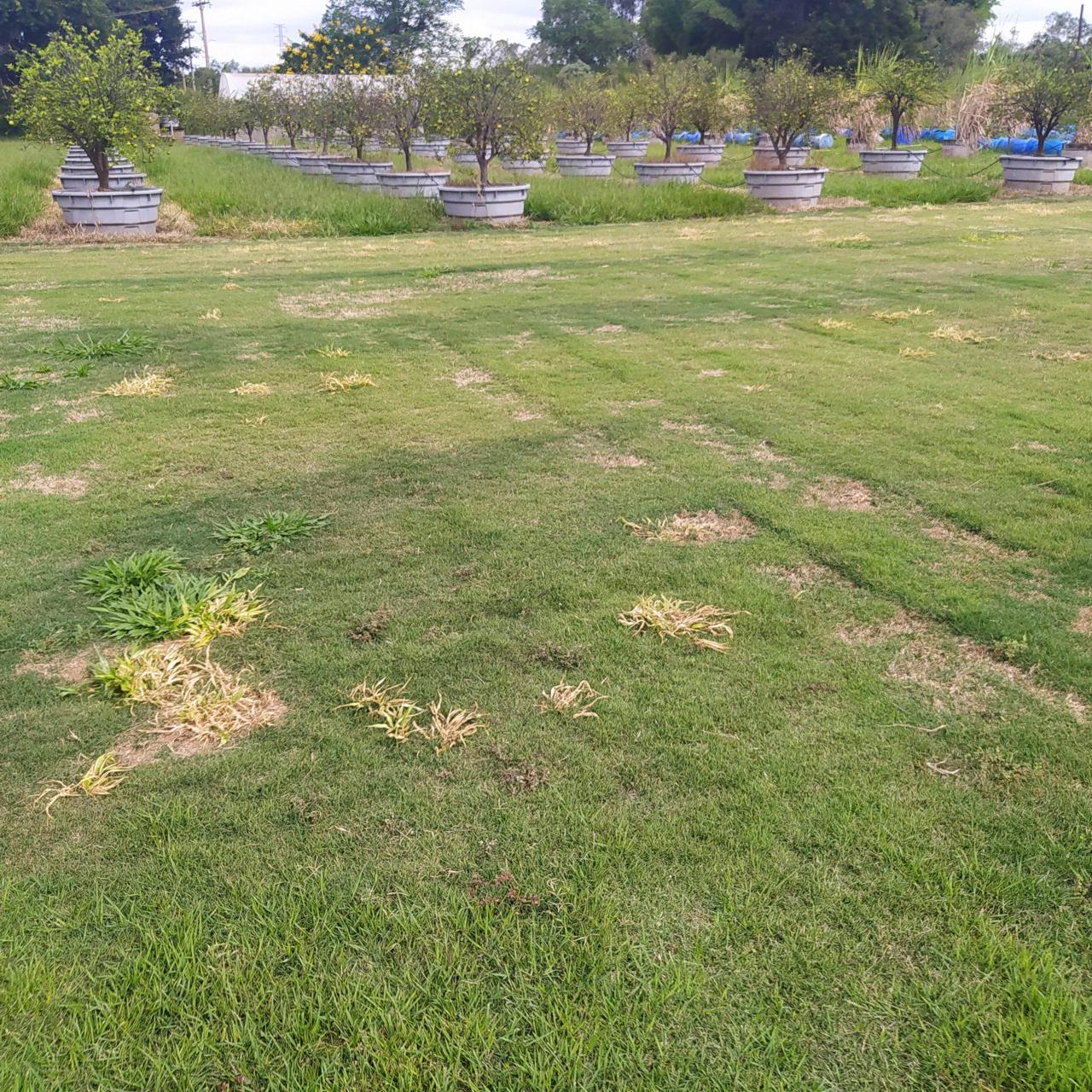 Mutações Genéticas em Gramados: Por que acontecem e o que o Caso do Vasco da Gama Revela