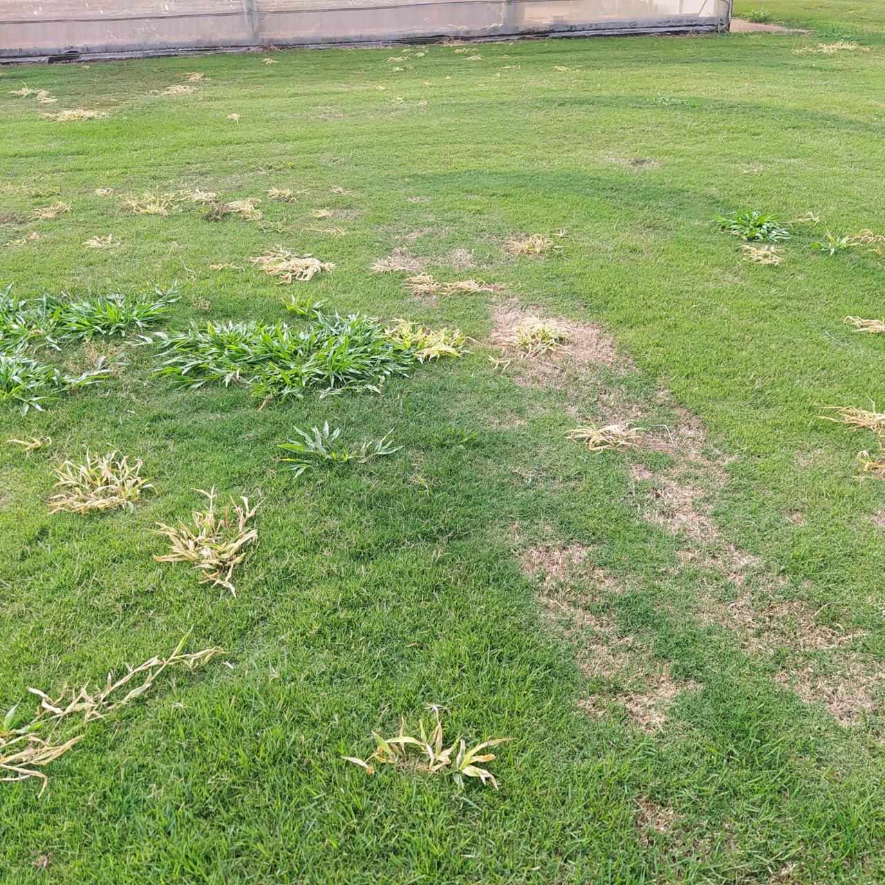 Mutações Genéticas em Gramados: Por que acontecem e o que o Caso do Vasco da Gama Revela