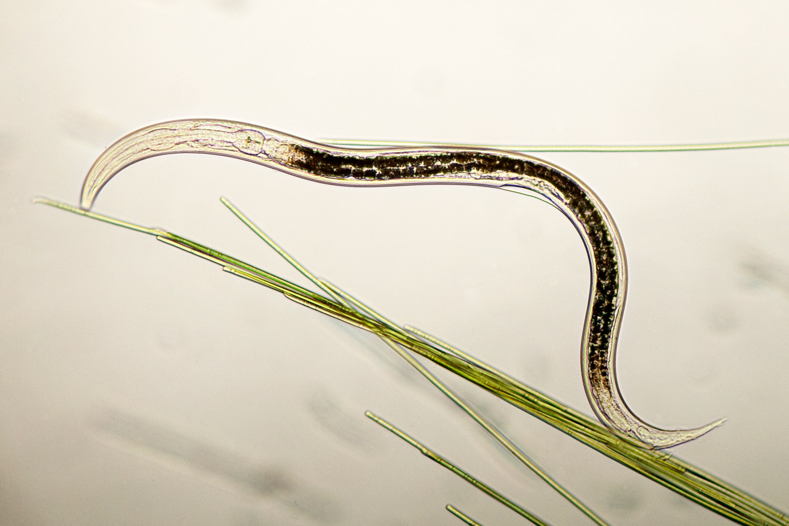 Nematoides em Gramados: sintomas, diagnóstico e manejo eficiente