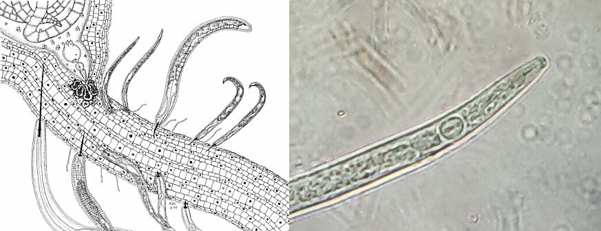 Manejo biológico de nematoides parasitas em gramados