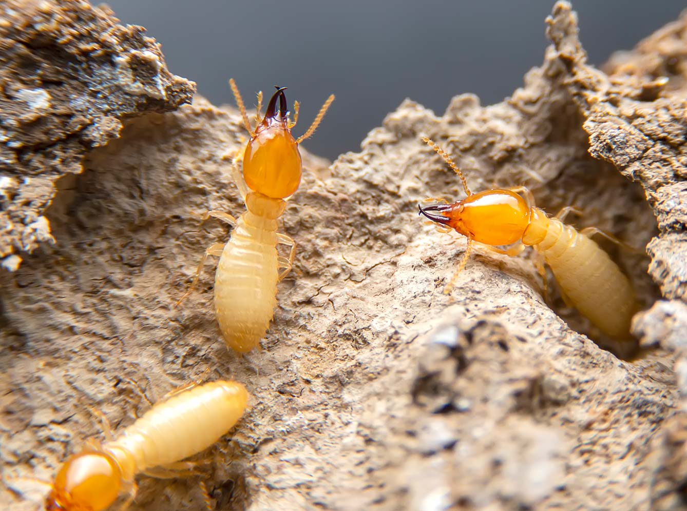 Formigas Cortadeiras