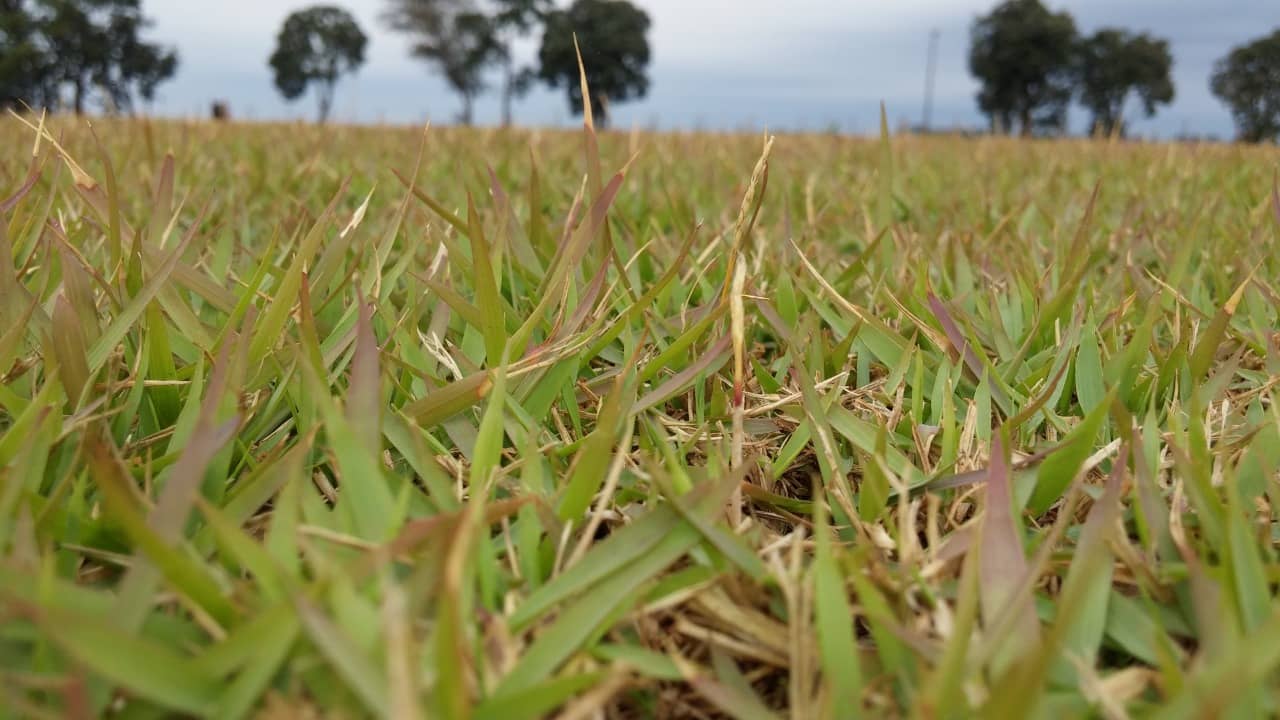 Sintoma típico deficiência de fósforo em gramados