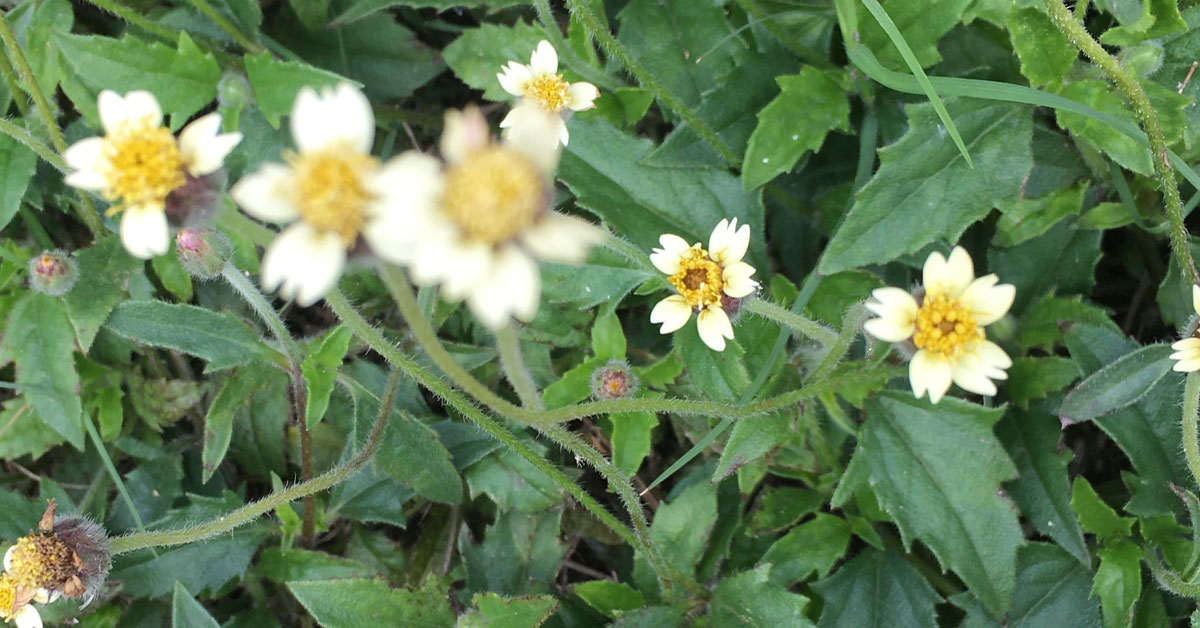 Erva De Touro Tridax Procumbens