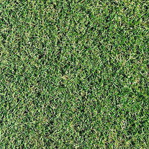 Grama Celebration Hybrid
